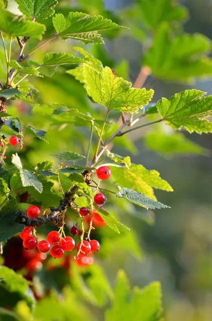 Complete Energy Formula with Green Coffee Antioxidant
