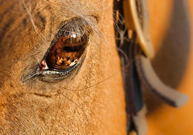 Complete Eye Health