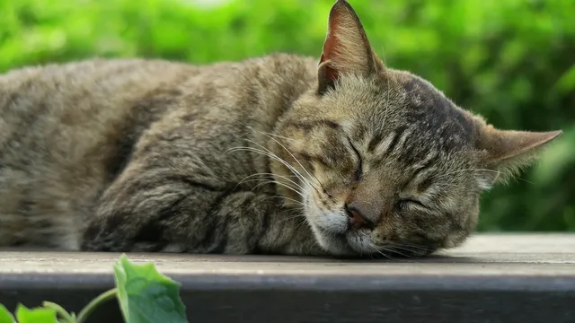 Complete Sleep